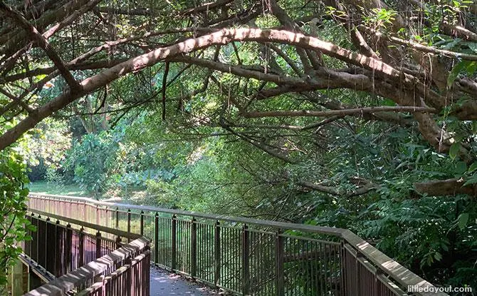 Wetland vegetation and natural greenery at Marsh Garden in West Coast Park Singapore